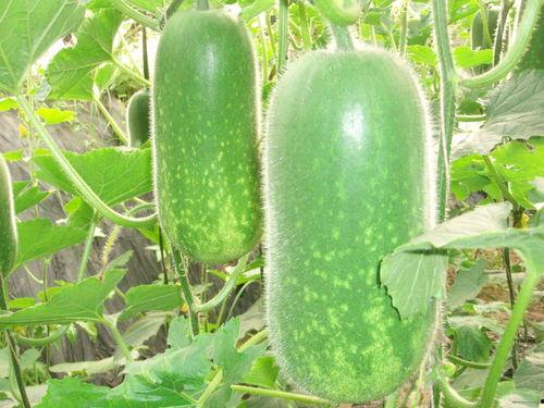 今日吃瓜热门大瓜每日更新51,51期精彩内容速览